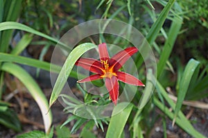 Hemerocallis x cultorum \'Crimson Pirate\' blooms in July. Berlin, Germany