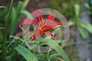 Hemerocallis x cultorum \'Crimson Pirate\' blooms in July. Berlin, Germany