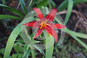 Hemerocallis x cultorum \'Crimson Pirate\' blooms in July. Berlin, Germany