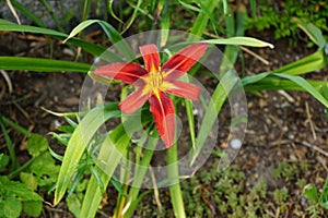 Hemerocallis x cultorum \'Crimson Pirate\' blooms in July. Berlin, Germany