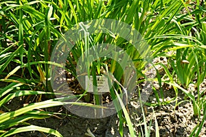 Hemerocallis x cultorum \'So Lovely\' grows in July. Potsdam, Germany
