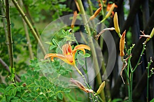 Hemerocallis x cultorum \'Rajah\' blooms in July. Berlin, Germany