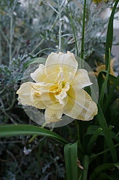 The Hemerocallis cultorum `Schnickel Fritz`. Berlin, Germany photo