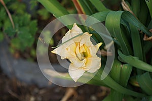 Hemerocallis cultorum \'Schnickel Fritz\' blooms in June. Berlin, Germany