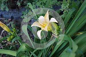 Hemerocallis cultorum \'Schnickel Fritz\' blooms in June. Berlin, Germany