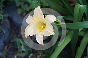 Hemerocallis cultorum \'Schnickel Fritz\' blooms in June. Berlin, Germany photo