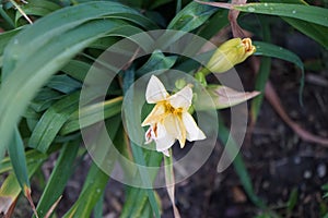 Hemerocallis cultorum \'Schnickel Fritz\' blooms in June. Berlin, Germany photo