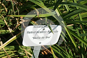 Hemerocallis x cultorum \'Stella de Oro\' grows in July. Potsdam, Germany