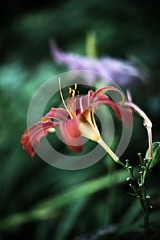 Hemerocallis - Daylily - Hemerocalle