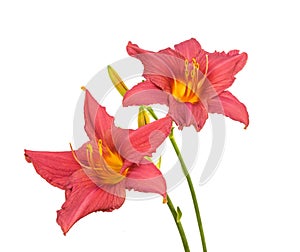 Hemerocallis daylily on a white background isolation