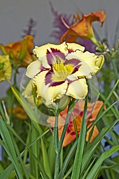 Hemerocallis \'El Desperado