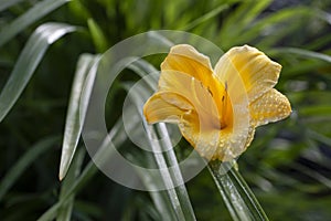 Hemerocallis \'Forty Carats\' (Daylily) single flower