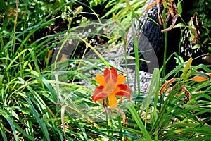 Hemerocallis `Frans Hals`, Day Lily cultivar