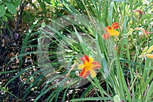 Hemerocallis `Frans Hals`, Day Lily cultivar photo