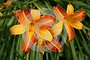 Hemerocallis `Frans Hals` Daylily. Motley yellow and orange lilies.