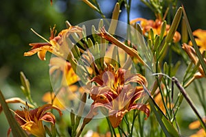 Hemerocallis fulva beautiful bright color orange plants in bloom, ornamental flowering daylily flowers in natural parkland