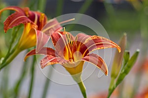 Hemerocallis fulva beautiful orange plants in bloom, ornamental flowering daylily flowers in natural parkland