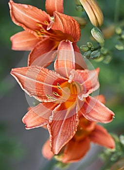 Hemerocallis fulva - daily lily