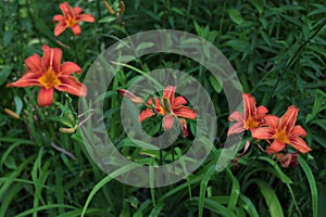 Hemerocallis fulva - Orange day lily