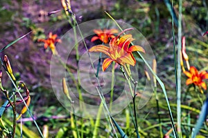 Hemerocallis fulva or the orange day-lily. Corn lily flowering in the garden. Close up. Detail