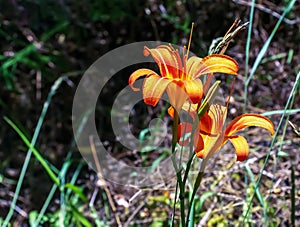 Hemerocallis fulva or the orange day-lily. Corn lily flowering in the garden. Close up. Detail