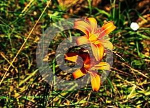 Hemerocallis fulva or the orange day-lily. Corn lily flowering in the garden. Close up. Detail