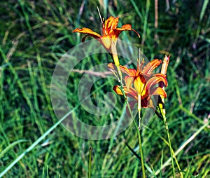 Hemerocallis fulva or the orange day-lily. Corn lily flowering in the garden. Close up. Detail