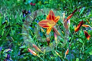 Hemerocallis fulva or the orange day-lily. Corn lily flowering in the garden. Close up. Detail