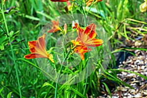 Hemerocallis fulva or the orange day-lily. Corn lily flowering in the garden. Close up. Detail