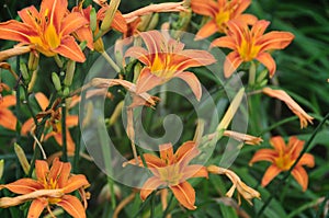 Hemerocallis fulva, tawny or orange daylily