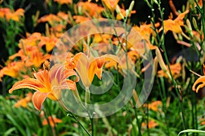 Hemerocallis fulva, tawny or orange daylily