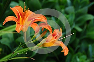 Hemerocallis fulva, tawny or orange daylily