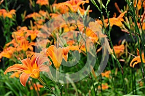 Hemerocallis fulva, tawny or orange daylily