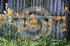 Hemerocallis fulva, tawny or orange daylily with a white Aplectrum hyemale, Adam and Eve or putty root
