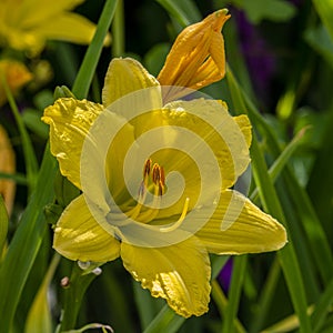 Hemerocallis Green Flutter