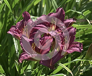 Hemerocallis hybrida