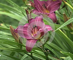 Hemerocallis hybrida