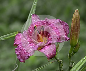 Hemerocallis hybrida