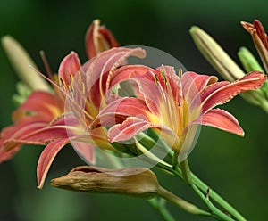 Hemerocallis hybrida