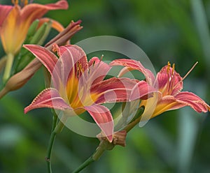 Hemerocallis hybrida