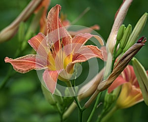 Hemerocallis hybrida