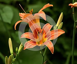 Hemerocallis hybrida