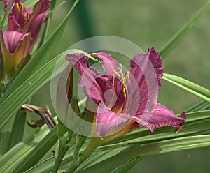 Hemerocallis hybrida