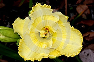 Hemerocallis `Lemon Custard Classic