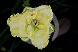 Hemerocallis `Lemon Custard Classic`