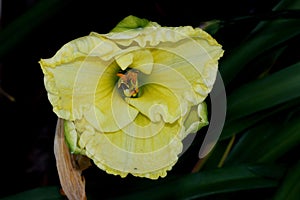 Hemerocallis `Lemon Custard Classic`