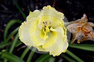 Hemerocallis `Lemon Custard Classic`