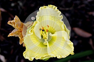 Hemerocallis `Lemon Custard Classic`