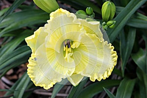 Hemerocallis 'Lemon Custard Classic