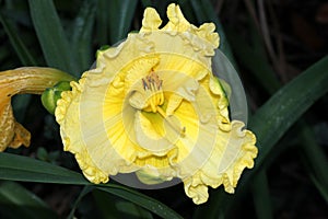 Hemerocallis 'Lemon Custard Classic', Daylily